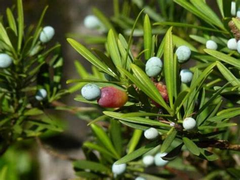 羅漢松開花結果|羅漢松幾月開花結果 什麼時候開花結果